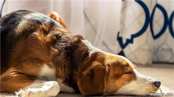 家里有心脏病的狗狗，一定要看!这些行为如同慢性杀狗