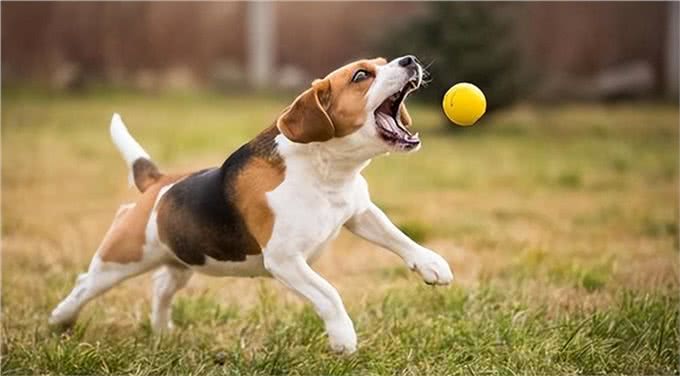 家里有心脏病的狗狗，一定要看!这些行为如同慢性杀狗