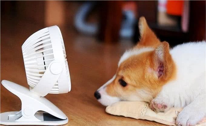 家里有心脏病的狗狗，一定要看!这些行为如同慢性杀狗