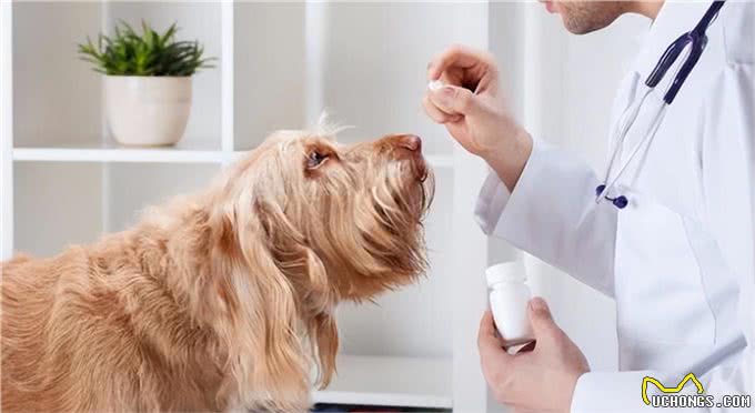 家里有心脏病的狗狗，一定要看!这些行为如同慢性杀狗