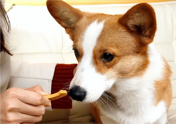 家里有心脏病的狗狗，一定要看!这些行为如同慢性杀狗