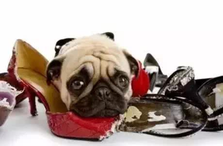 关于狗狗分离焦虑症的基础知识