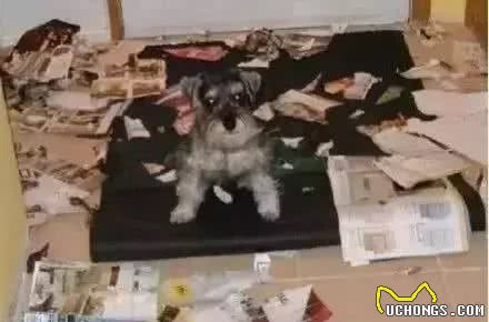 关于狗狗分离焦虑症的基础知识