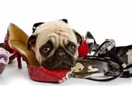 关于狗狗分离焦虑症的基础知识