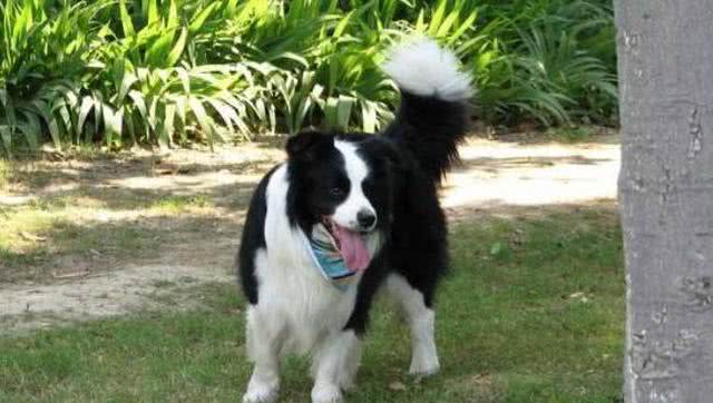 为啥养边境牧羊犬的不多?养它要经历5个痛苦，所以很少人选择它