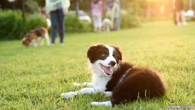 为啥养边境牧羊犬的不多?养它要经历5个痛苦，所以很少人选择它