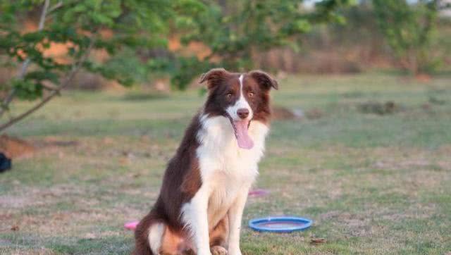 为啥养边境牧羊犬的不多?养它要经历5个痛苦，所以很少人选择它