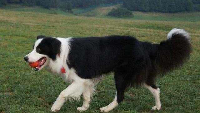 为啥养边境牧羊犬的不多?养它要经历5个痛苦，所以很少人选择它