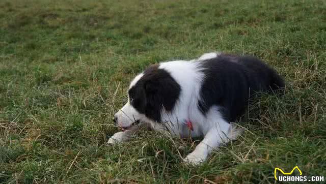 为啥养边境牧羊犬的不多?养它要经历5个痛苦，所以很少人选择它