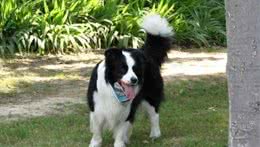 为啥养边境牧羊犬的不多?养它要经历5个痛苦，所以很少人选择它