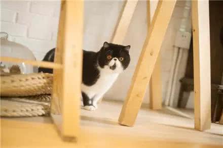 你不了解的异国短毛猫