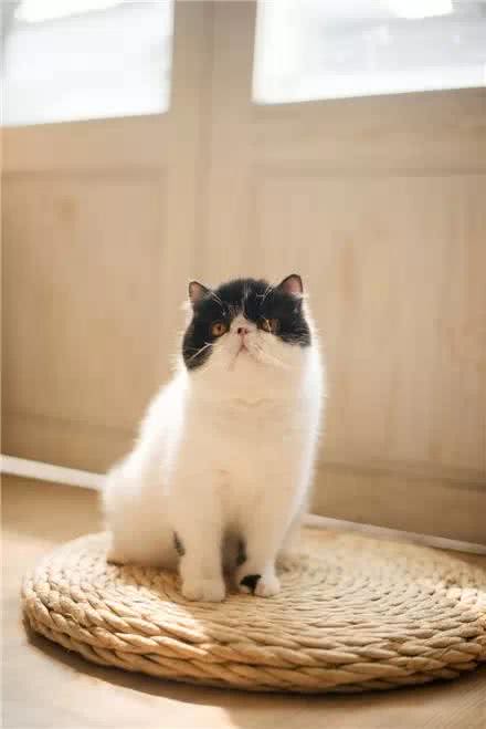 你不了解的异国短毛猫