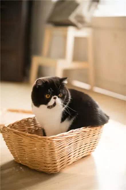 你不了解的异国短毛猫