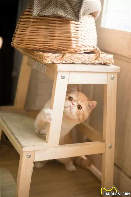 你不了解的异国短毛猫