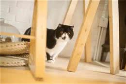 你不了解的异国短毛猫