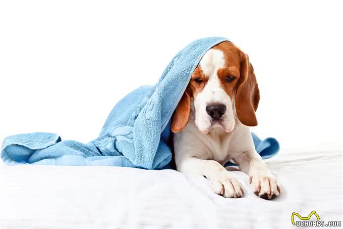 怎么发现狗狗感冒了?