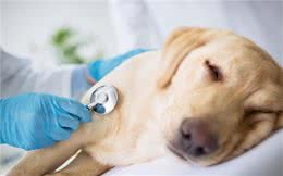 怎么发现狗狗感冒了?