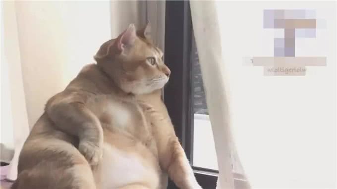 缅因猫不慎走丢，时隔一年被遣送回家时，体重已突破30斤!