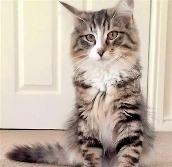 缅因猫不慎走丢，时隔一年被遣送回家时，体重已突破30斤!