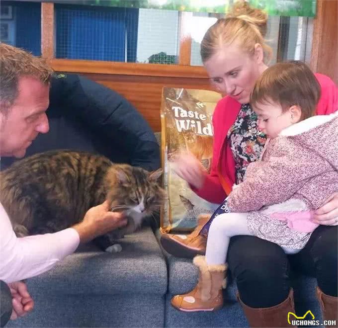 缅因猫不慎走丢，时隔一年被遣送回家时，体重已突破30斤!