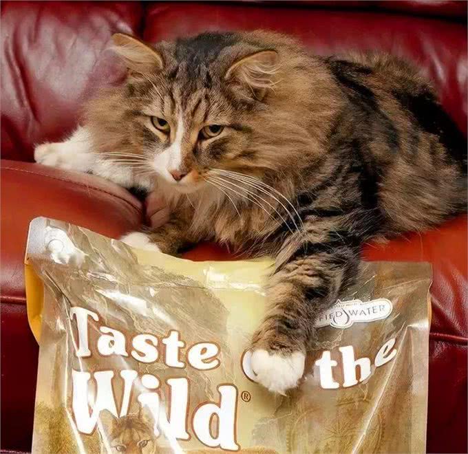 缅因猫不慎走丢，时隔一年被遣送回家时，体重已突破30斤!