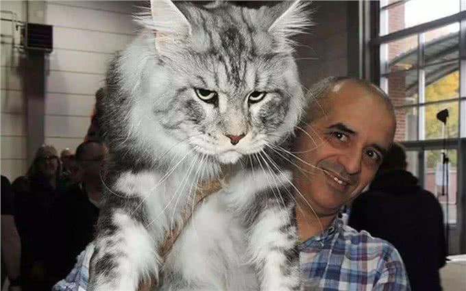 缅因猫不慎走丢，时隔一年被遣送回家时，体重已突破30斤!