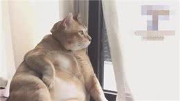 缅因猫不慎走丢，时隔一年被遣送回家时，体重已突破30斤!