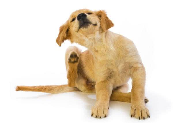 宠物门店常见问题之狗狗饲育篇