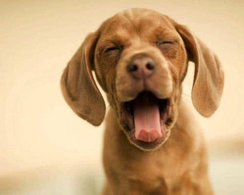 宠物门店常见问题之狗狗饲育篇