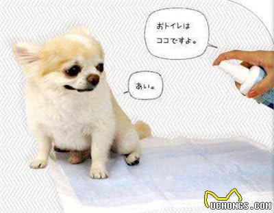 宠物门店常见问题之狗狗饲育篇