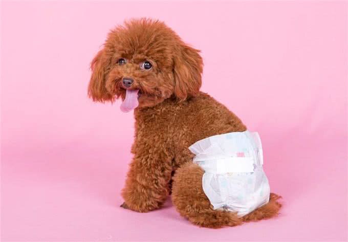 宠物门店常见问题之狗狗饲育篇