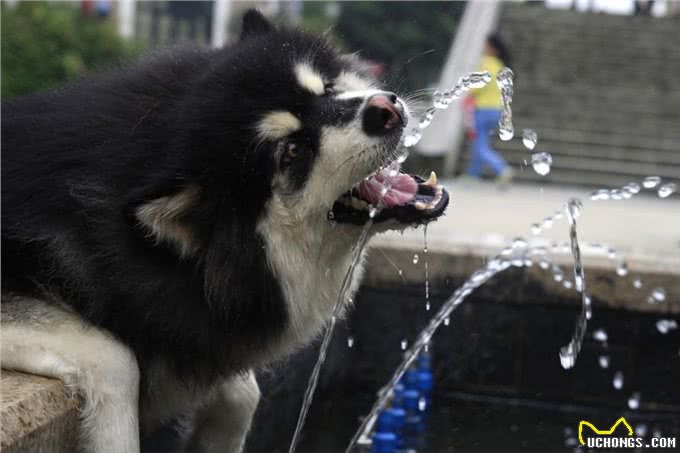 宠物门店常见问题之狗狗饲育篇