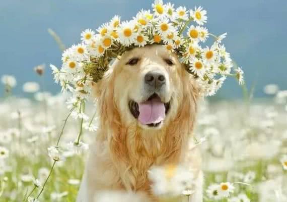 宠物门店常见问题之狗狗饲育篇