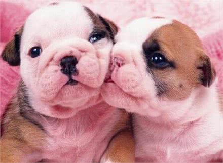 宠物门店常见问题之狗狗饲育篇