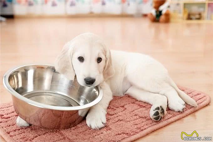 爱犬的餐具的4个禁忌绝对NG的选择方法和清洗方法是?