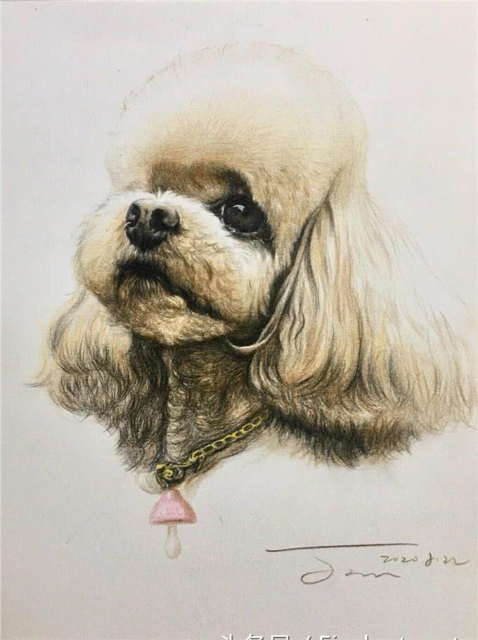 这5种海外狗在我国已然成为大众狗，价钱适度高颜值，很合适饲养