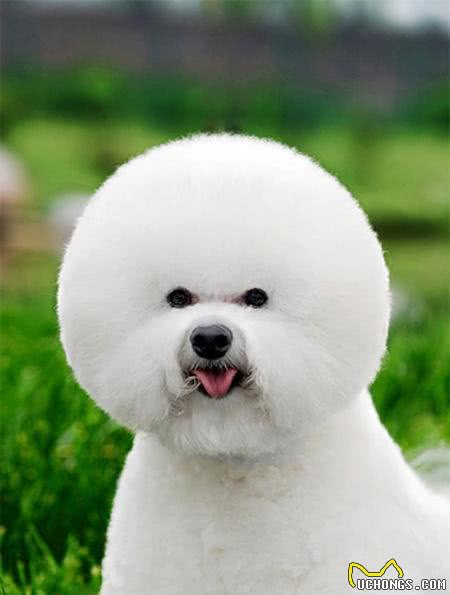 这5种海外狗在我国已然成为大众狗，价钱适度高颜值，很合适饲养