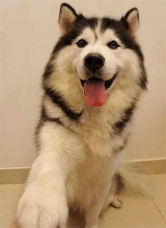 这5种海外狗在我国已然成为大众狗，价钱适度高颜值，很合适饲养