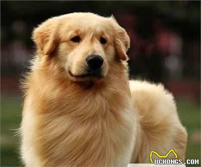 这5种海外狗在我国已然成为大众狗，价钱适度高颜值，很合适饲养