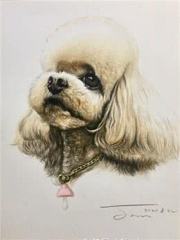 这5种海外狗在我国已然成为大众狗，价钱适度高颜值，很合适饲养