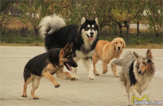 狗狗们的三大生活基础习性你可能都不知道