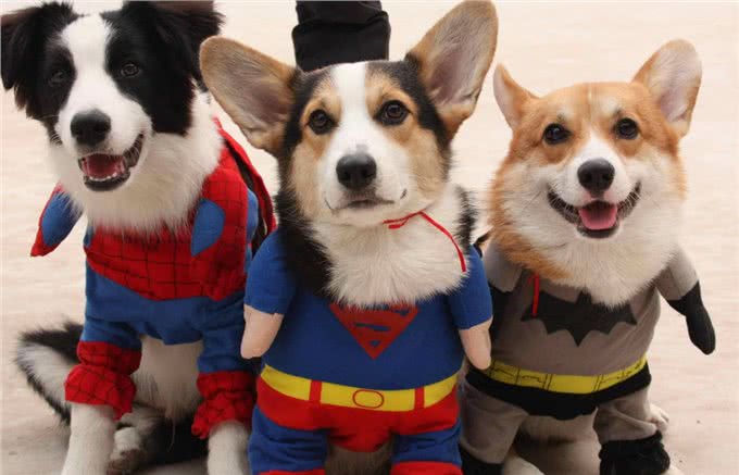 在必要的情况之下，给狗子穿上一件衣服，可以对它起到保护作用