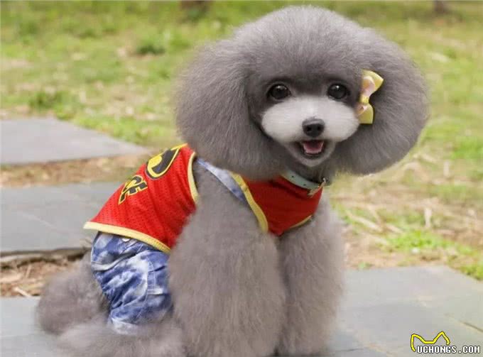 在必要的情况之下，给狗子穿上一件衣服，可以对它起到保护作用