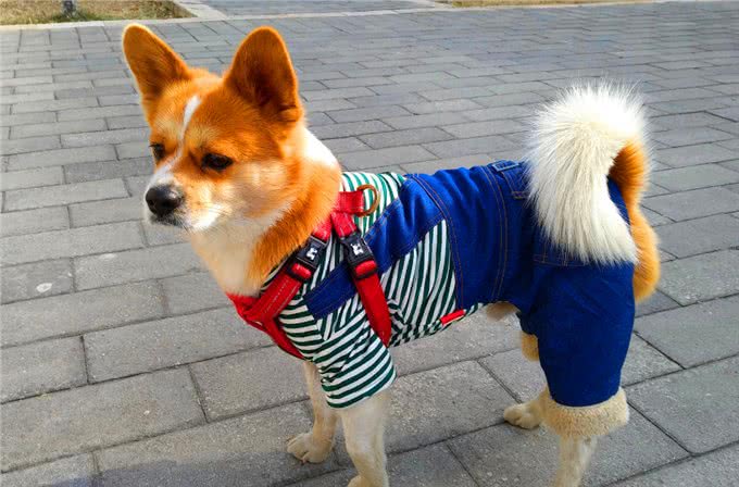 在必要的情况之下，给狗子穿上一件衣服，可以对它起到保护作用