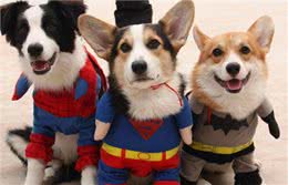 在必要的情况之下，给狗子穿上一件衣服，可以对它起到保护作用