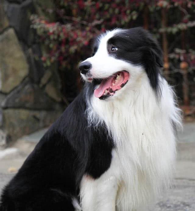 如何挑选纯种的边牧幼犬?