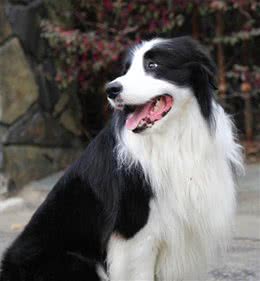 如何挑选纯种的边牧幼犬?