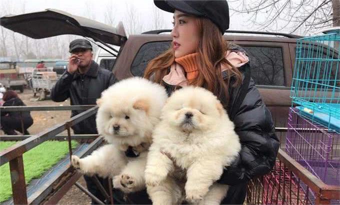 不养一只松狮，你都不知道它有这么多缺点