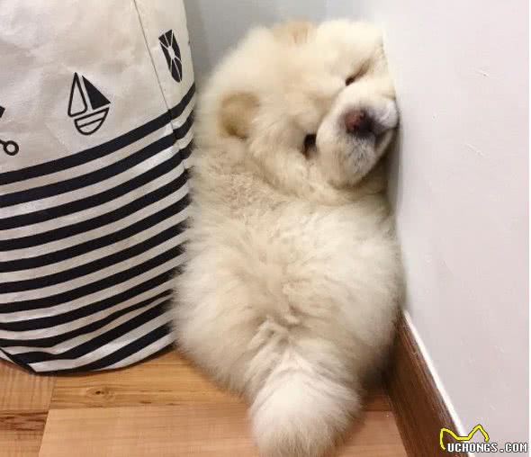 不养一只松狮，你都不知道它有这么多缺点