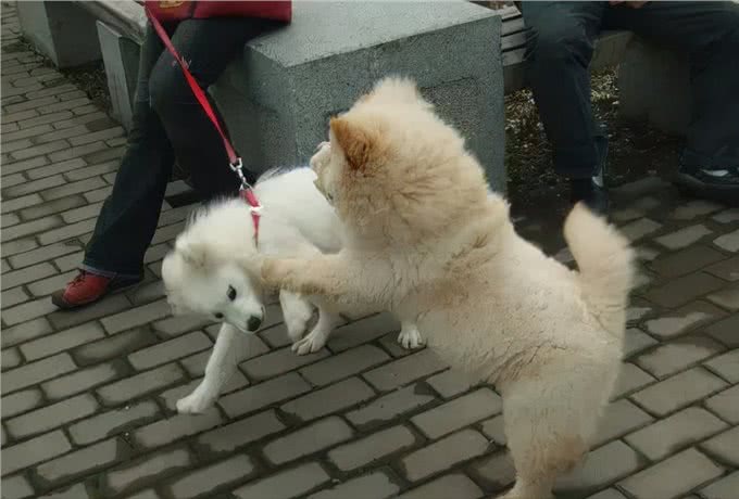 不养一只松狮，你都不知道它有这么多缺点